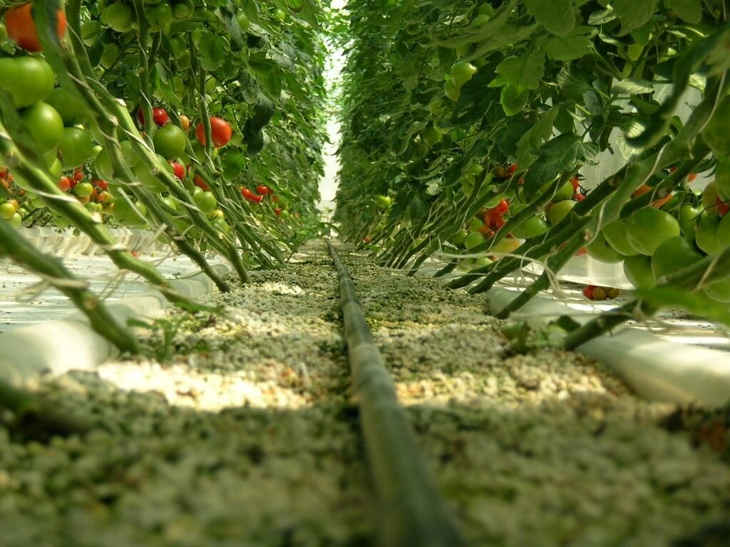 Hydroponic Tomato Farm Project Syria Year 2003 (4)