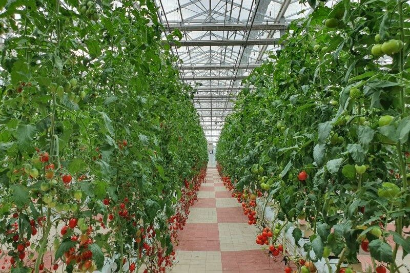 Producing Crops at Competitive Prices
