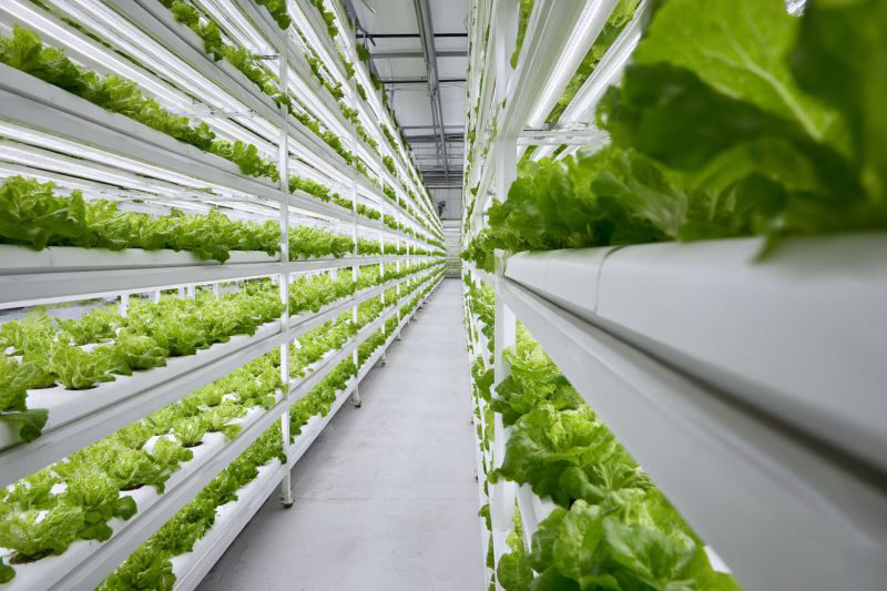 The Challenge The Reality of Agriculture in Syria